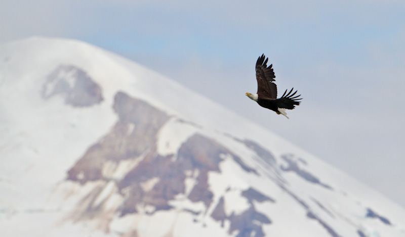 Bald Eagle In Flight